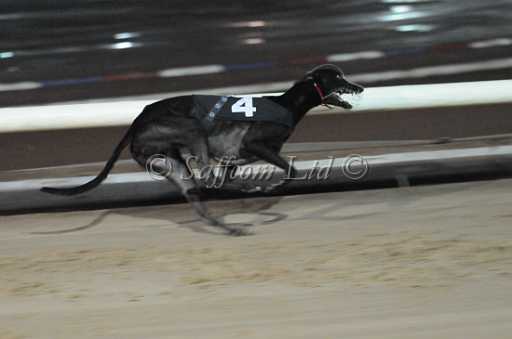 dogs30aug_0150.jpg