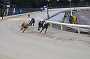 dogs30aug_0024