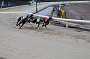 dogs30aug_0033