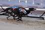 dogs30aug_0045