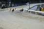 dogs30aug_0050