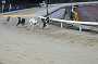 dogs30aug_0052