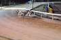dogs30aug_0120