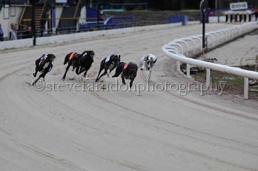 dogsaug2_0002.jpg - (C)S.FARNDON