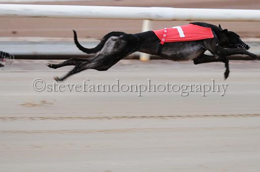 dogsaug2_0005.jpg - (C)S.FARNDON
