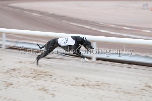 dogsaug2_0011.jpg - (C)S.FARNDON