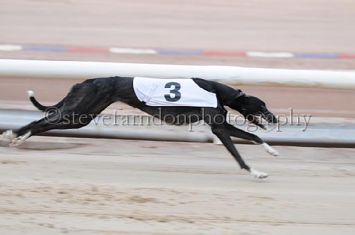 dogsaug2_0013.jpg - (C)S.FARNDON