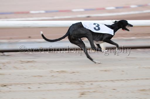 dogsaug2_0014.jpg - (C)S.FARNDON