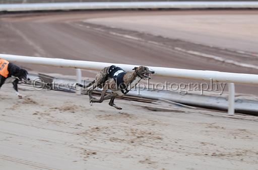 dogsaug2_0020.jpg - (C)S.FARNDON