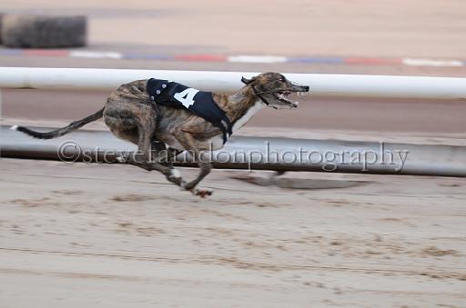 dogsaug2_0022.jpg - (C)S.FARNDON