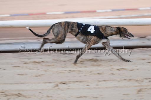 dogsaug2_0023.jpg - (C)S.FARNDON
