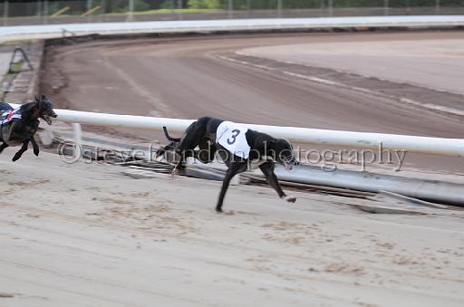 dogsaug2_0037.jpg - (C)S.FARNDON