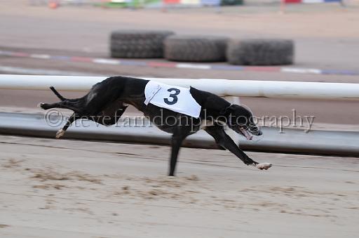 dogsaug2_0039.jpg - (C)S.FARNDON