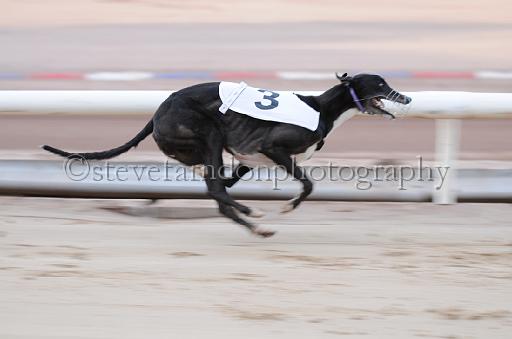 dogsaug2_0040.jpg - (C)S.FARNDON