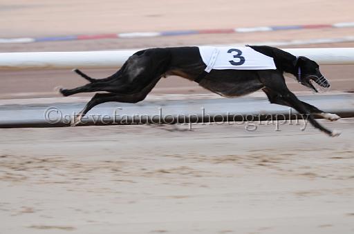 dogsaug2_0041.jpg - (C)S.FARNDON