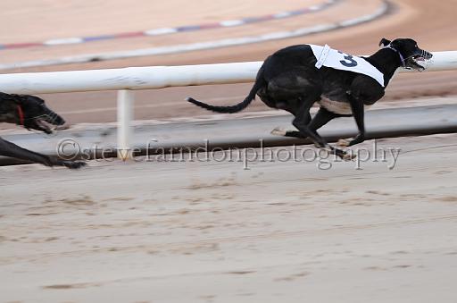 dogsaug2_0042.jpg - (C)S.FARNDON