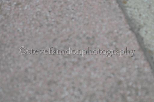 dogsaug2_0043.jpg - (C)S.FARNDON