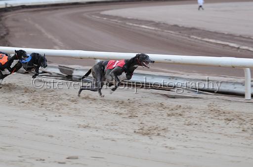 dogsaug2_0056.jpg - (C)S.FARNDON