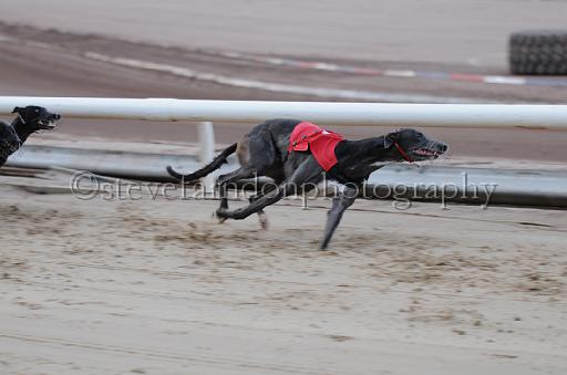 dogsaug2_0057.jpg - (C)S.FARNDON