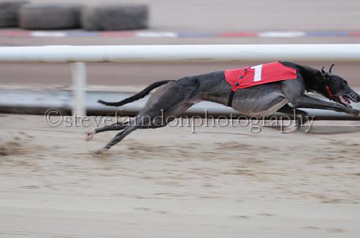 dogsaug2_0058.jpg - (C)S.FARNDON
