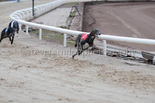 dogsaug2_0062.jpg - (C)S.FARNDON