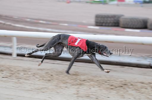dogsaug2_0065.jpg - (C)S.FARNDON
