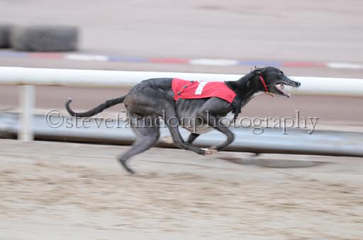 dogsaug2_0066.jpg - (C)S.FARNDON