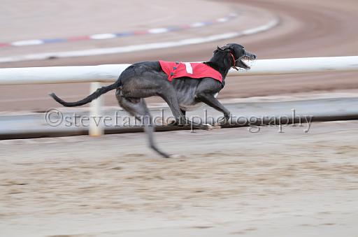dogsaug2_0068.jpg - (C)S.FARNDON