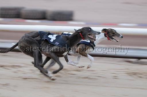 dogsaug2_0087.jpg - (C)S.FARNDON