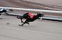 dogsaug2_0003