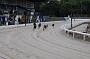 dogsaug2_0028