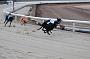 dogsaug2_0029