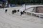 dogsaug2_0034