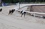 dogsaug2_0035