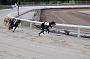 dogsaug2_0036
