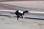 dogsaug2_0038