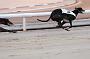 dogsaug2_0042