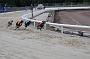 dogsaug2_0054