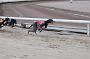 dogsaug2_0056