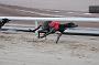 dogsaug2_0057