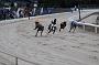dogsaug2_0082