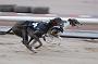 dogsaug2_0087