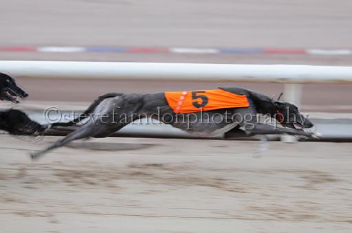 dogsaug8_0005.jpg - (C)S.FARNDON