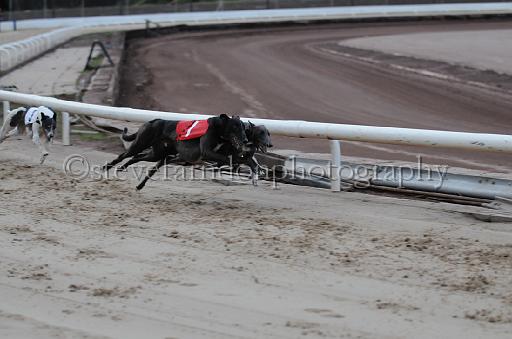 dogsaug8_0009.jpg - (C)S.FARNDON