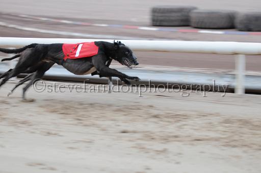 dogsaug8_0011.jpg - (C)S.FARNDON