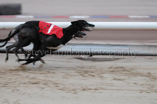 dogsaug8_0012.jpg - (C)S.FARNDON