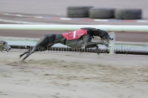 dogsaug8_0017.jpg - (C)S.FARNDON