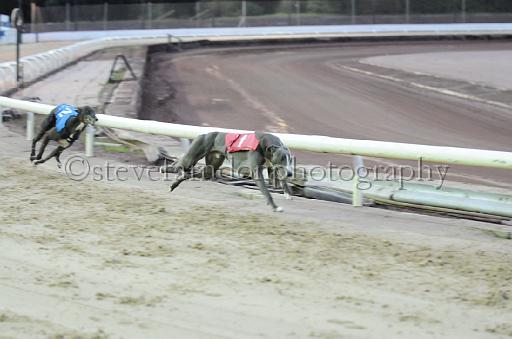 dogsaug8_0020.jpg - (C)S.FARNDON