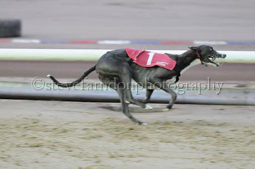 dogsaug8_0023.jpg - (C)S.FARNDON