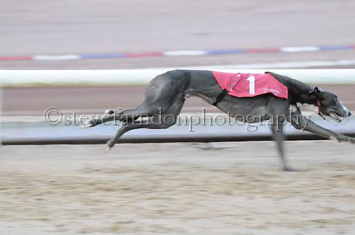 dogsaug8_0024.jpg - (C)S.FARNDON